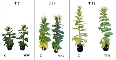 Valorisation of hydrothermal liquefaction wastewater in agriculture: effects on tobacco plants and rhizosphere microbiota